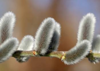 willow catkin gadb0853ff 1920 2022 04 09 113657