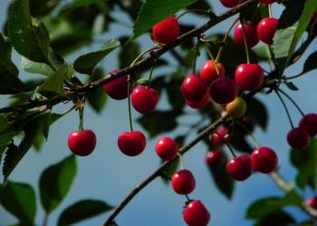 cherries g9a7eafdcf 1920 2022 05 16 135420