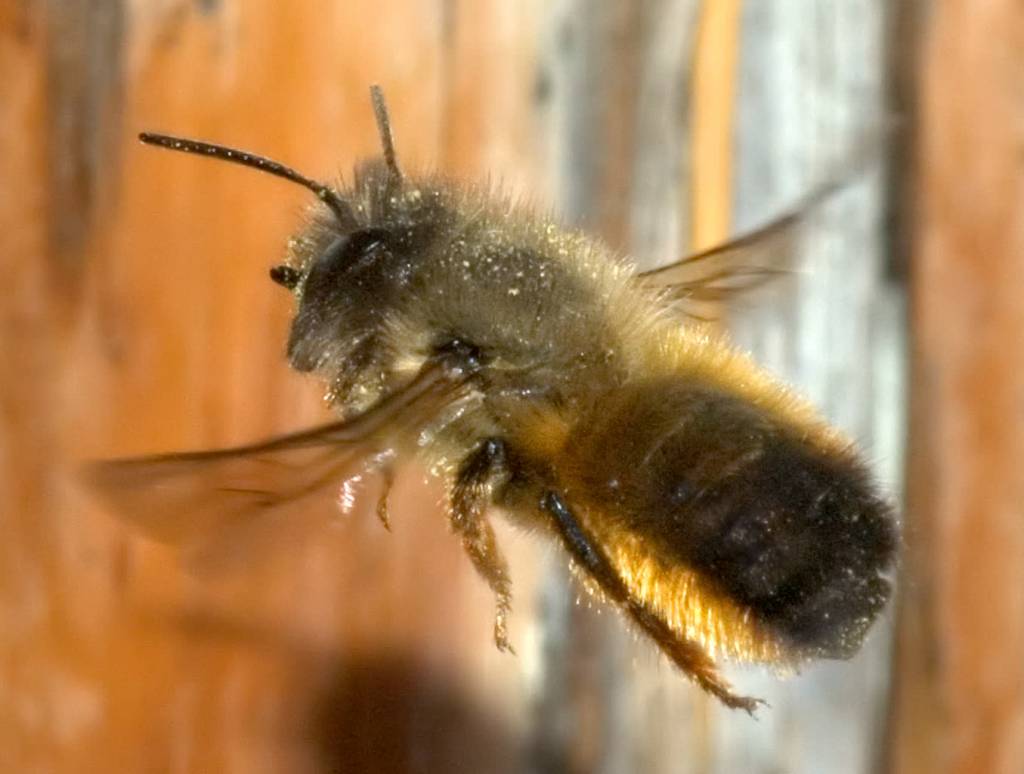 osmia rufa flying aka 2022 05 27 132954