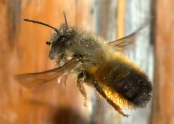 osmia rufa flying aka 2022 05 27 132954