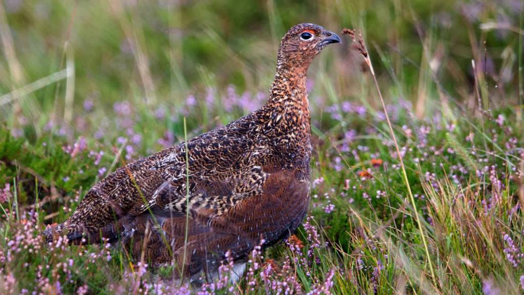 red grouse g4fddb8703 1920 2022 05 14 102822