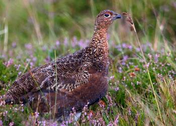 red grouse g4fddb8703 1920 2022 05 14 102822