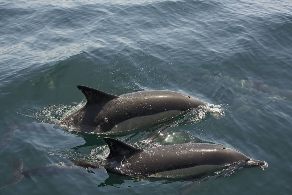 common dolphins in gibraltar bay 2022 06 24 205549
