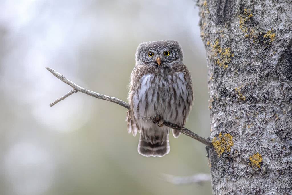 eurasian pygmy owl g479f07dab 1920 2022 06 10 150846