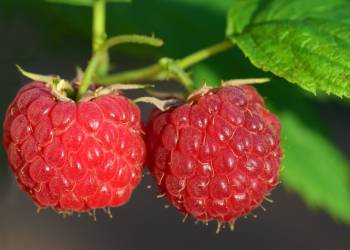 raspberries g0826b4a5f 1920 2022 06 13 141608