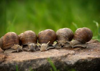 snails g55549c0fb 1280 2022 06 17 140135