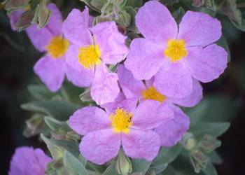 cistus albidus 2022 07 19 073621