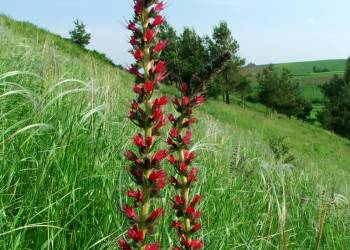 echium russicum 1 2022 07 26 130606