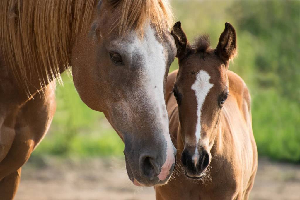 foal 3467629 1920 2022 07 17 094437