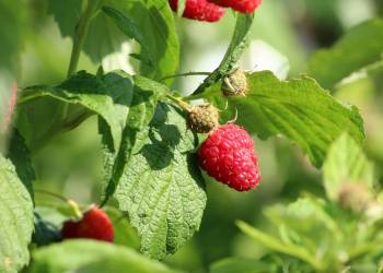 raspberries g11e65557d 1920 2022 07 11 231355