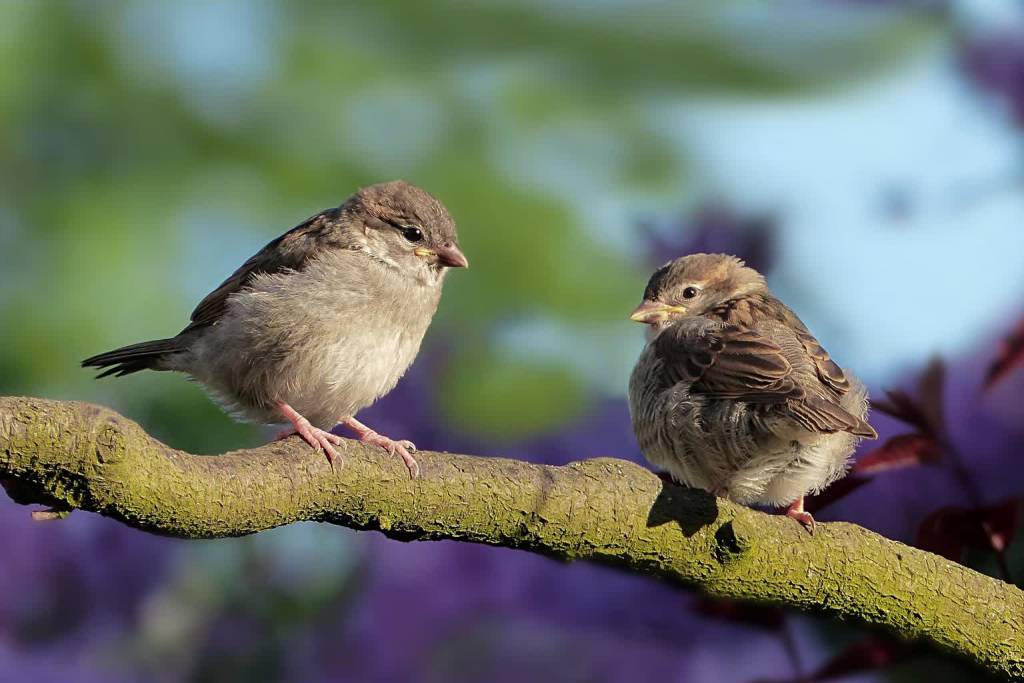 sparrows g3a5d35bb0 1920 2022 07 03 105339