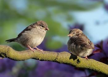 sparrows g3a5d35bb0 1920 2022 07 03 105339