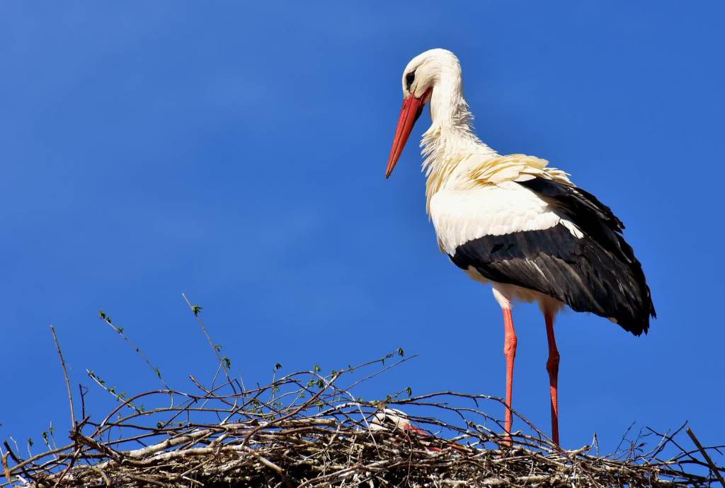 stork 2308235 1920 2022 07 09 093634