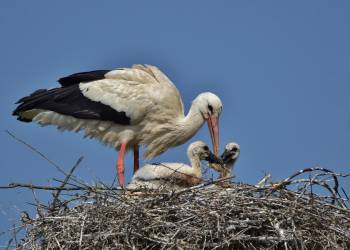 white stork ga7b4cfa74 1920 2022 07 16 091843