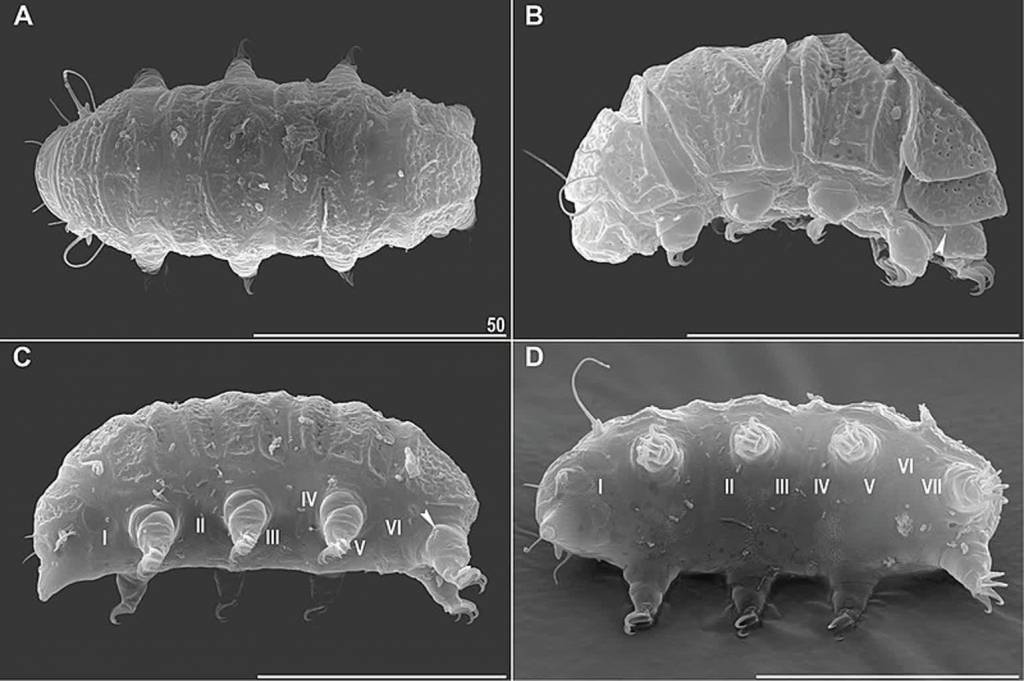 800px bryodelphax australasiaticus 10.3897 zse.96.50821 figure 3 2021 09 14 092849 2022 08 12 092428