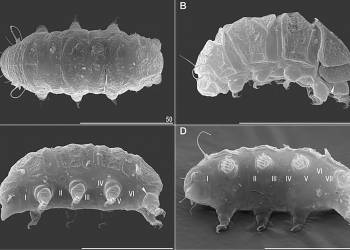 800px bryodelphax australasiaticus 10.3897 zse.96.50821 figure 3 2021 09 14 092849 2022 08 12 092428