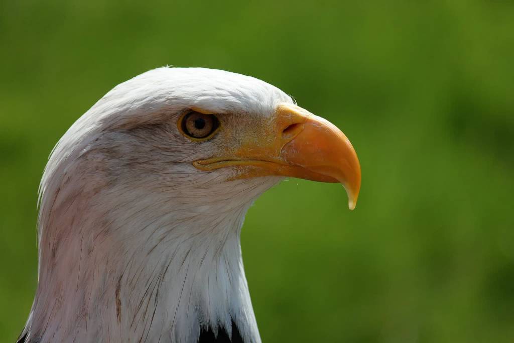 bald eagle g9f9fdb92c 1920 2022 08 22 112016