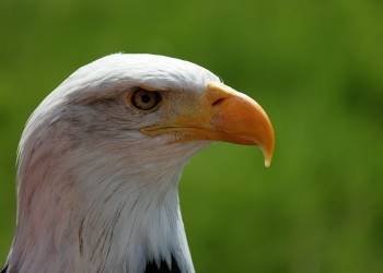 bald eagle g9f9fdb92c 1920 2022 08 22 112016