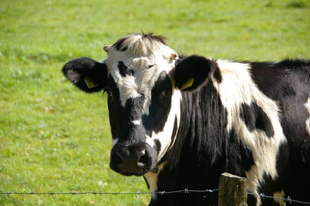 cow g12e55ea01 1920 2022 08 15 160403