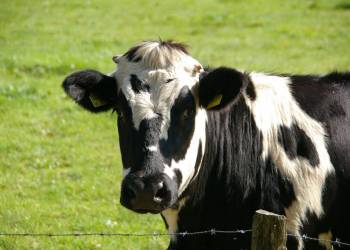 cow g12e55ea01 1920 2022 08 15 160403