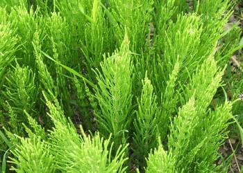 equisetum arvense foliage 2022 08 16 091446