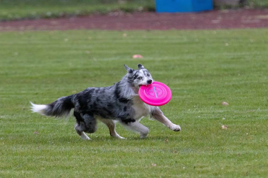 frisbee g8a54062b3 1920 2022 08 22 113751