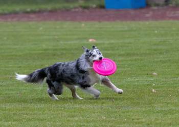 frisbee g8a54062b3 1920 2022 08 22 113751