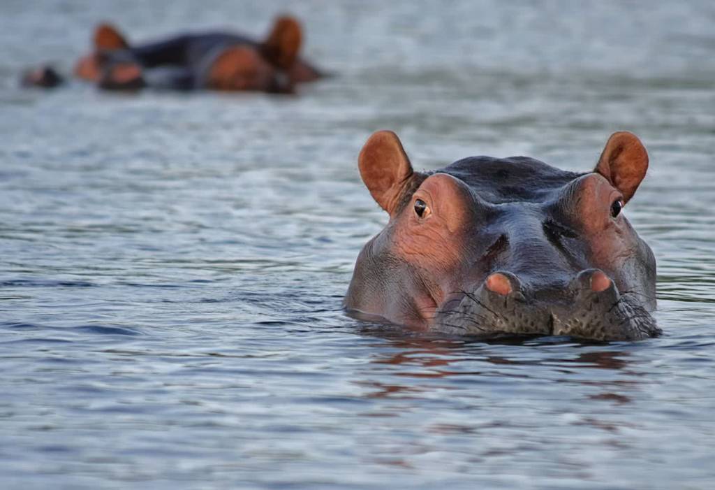 hippo g1d687b643 1920 2022 08 19 121640