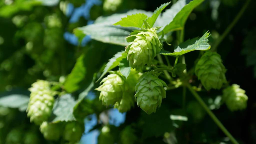 hop vines gdee1ced37 1920 2022 08 08 142505