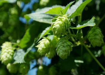 hop vines gdee1ced37 1920 2022 08 08 142505