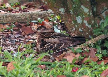 long tailed nightjar nesting g7571132bf 1920 2022 08 07 105433