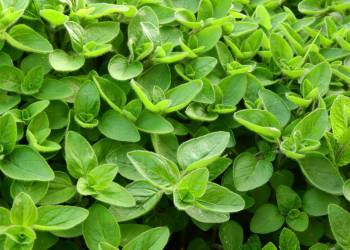 marjoram 2370814 1920 2022 08 23 111814