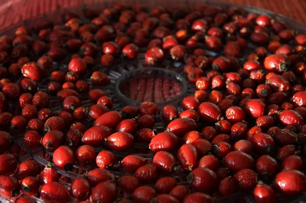 1280px drying of rose hips for tea 8 2022 09 27 004305