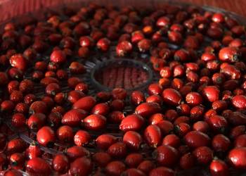 1280px drying of rose hips for tea 8 2022 09 27 004305