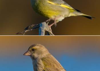 european greenfinch male female 2022 09 17 114019