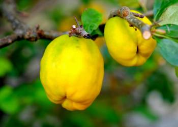 ornamental quince gfa9ec81c5 1920 2022 09 19 101754