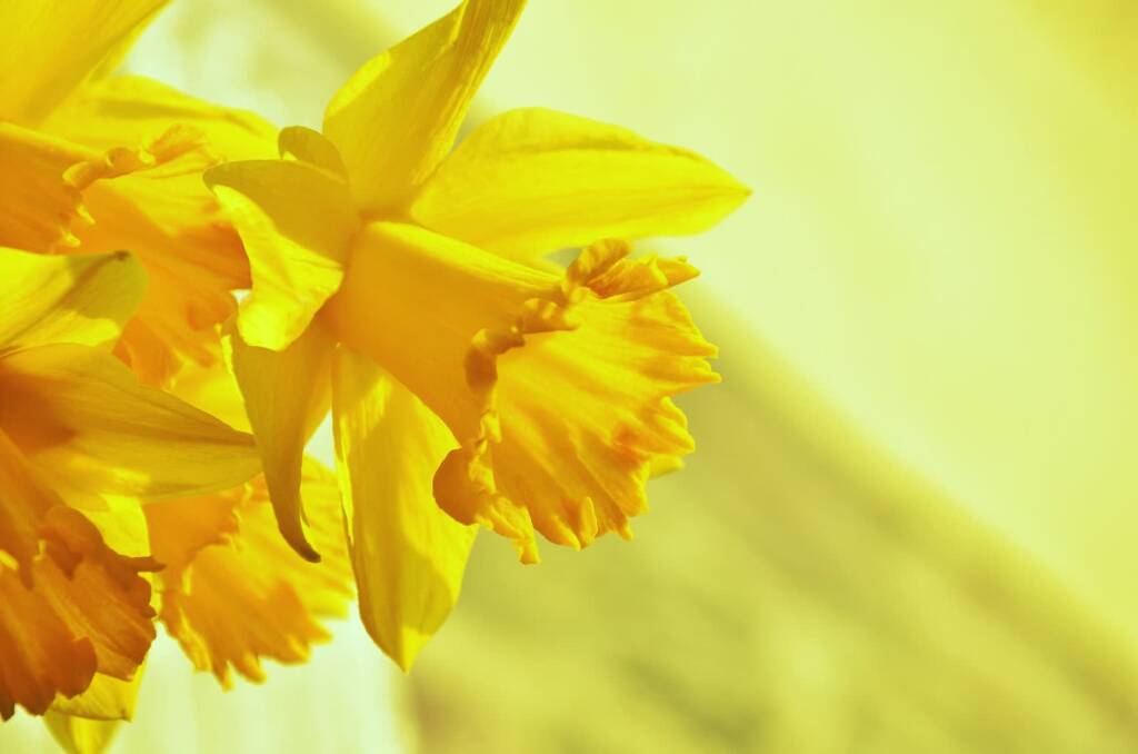 daffodils gfc20cefd3 1920 2022 10 24 101042