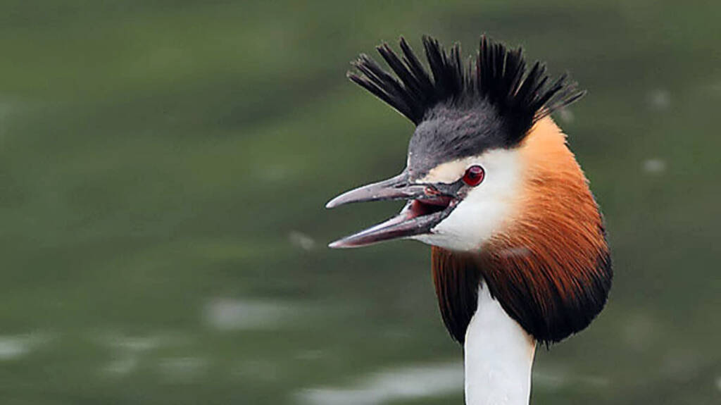 flickr rainbirder great crested grebe podiceps cristatus 2022 10 22 113729