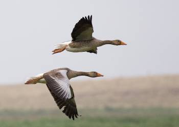 greylag geese anser anser in flight cley norfolk 1700 2022 10 01 091118