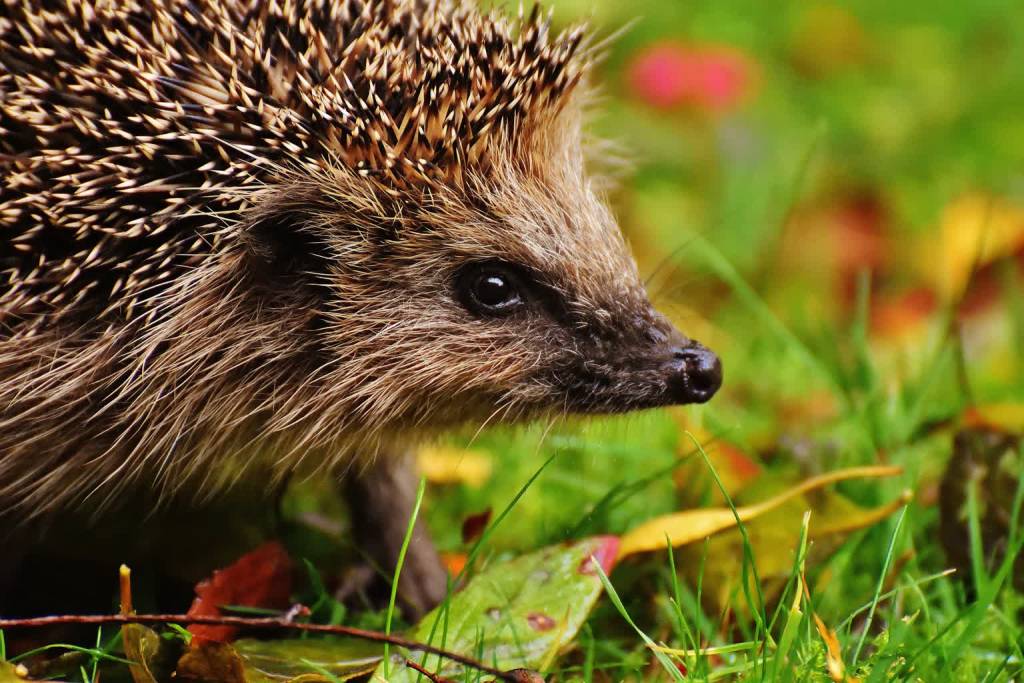 hedgehog child g05b630127 1920 2022 10 14 162758