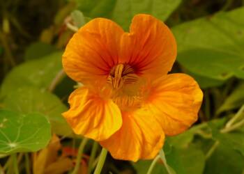 large nasturtiums g61fd7ce4f 1920 2022 10 25 085752