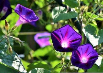 morning glories 3563456 1920 2022 10 03 181226