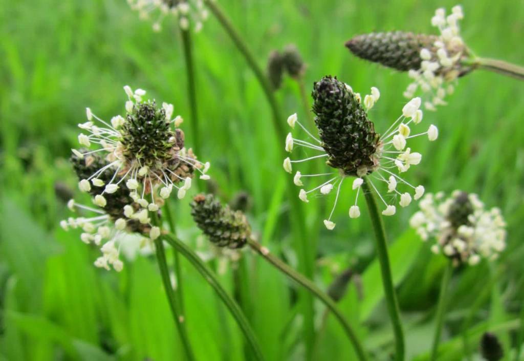 plantago lanceolata gb1f75b29a 1920 2022 10 14 114813