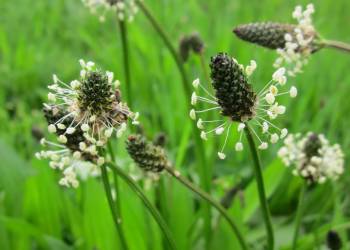 plantago lanceolata gb1f75b29a 1920 2022 10 14 114813