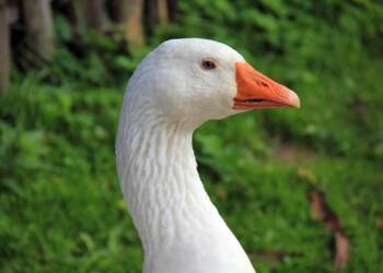 goose 2022 11 10 141742