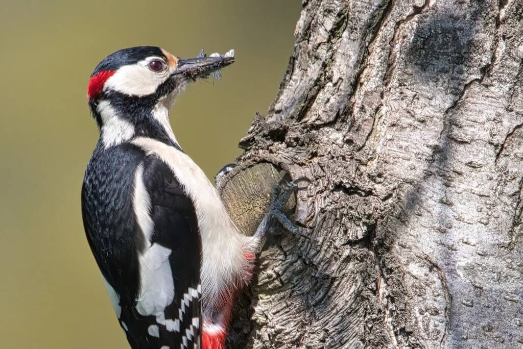 great spotted woodpecker g45719922a 1920 2022 11 12 123022