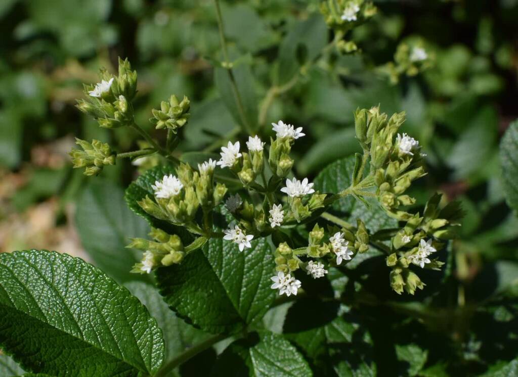 stevia flowers against rose leaves g69c5d299b 1920 2022 11 01 131501