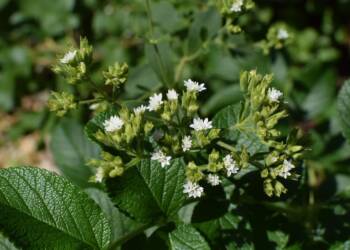 stevia flowers against rose leaves g69c5d299b 1920 2022 11 01 131501