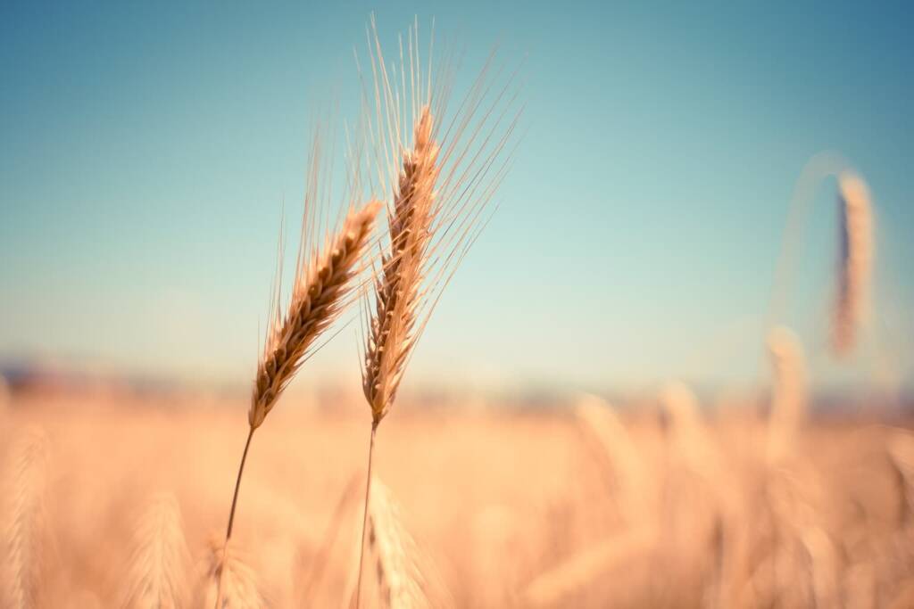 wheat 865152 1920 2022 11 07 120948