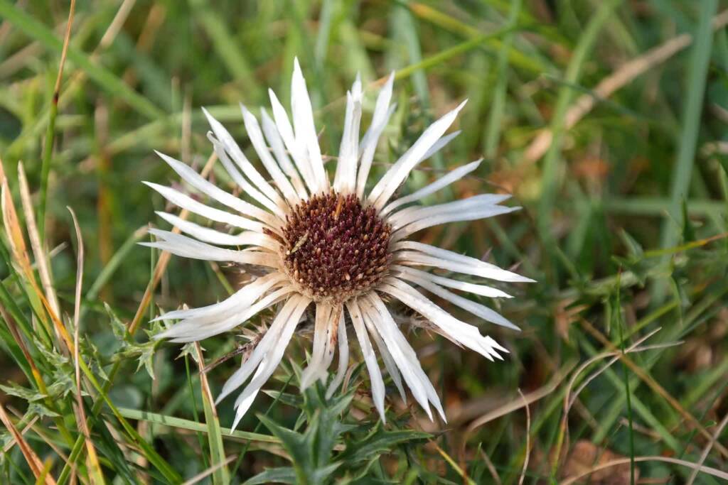 silver thistle 200443 1920 2022 12 19 204710